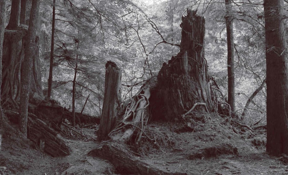 Jack Rabbit’s Palace — stump clearing in the woods from the Final Dossier plate