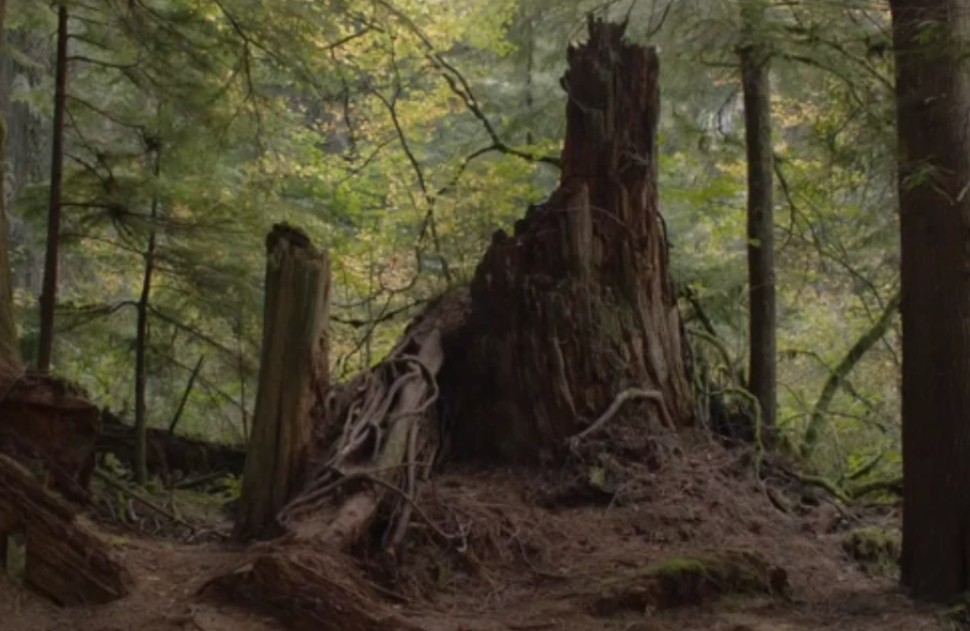 Jack Rabbit's Palace — stump clearing in the woods