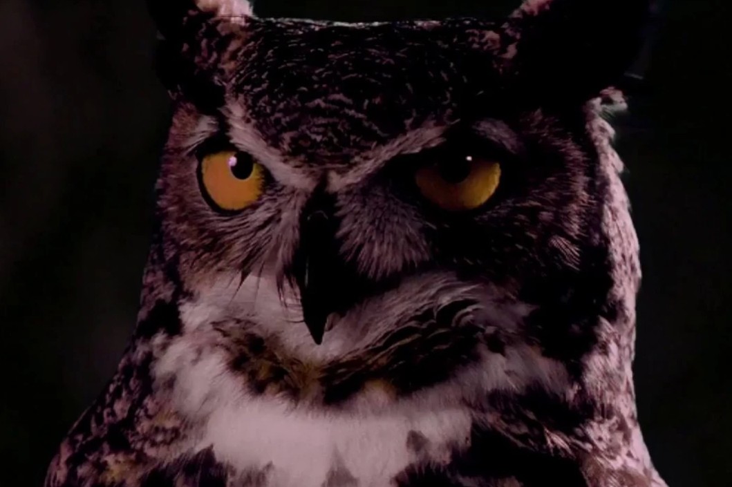 Owl